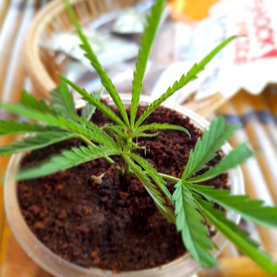Ganja Gardens Camping Otel Ban Nua Dış mekan fotoğraf